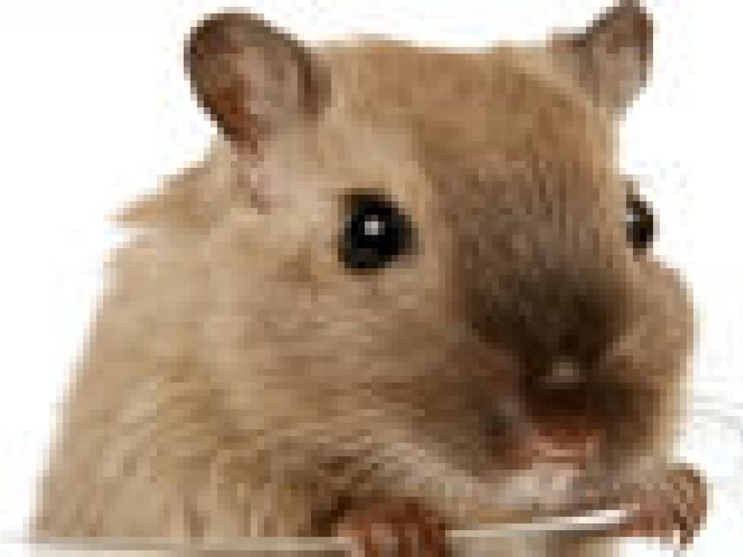 Sigarettenrook versnelt afstoting donorhart