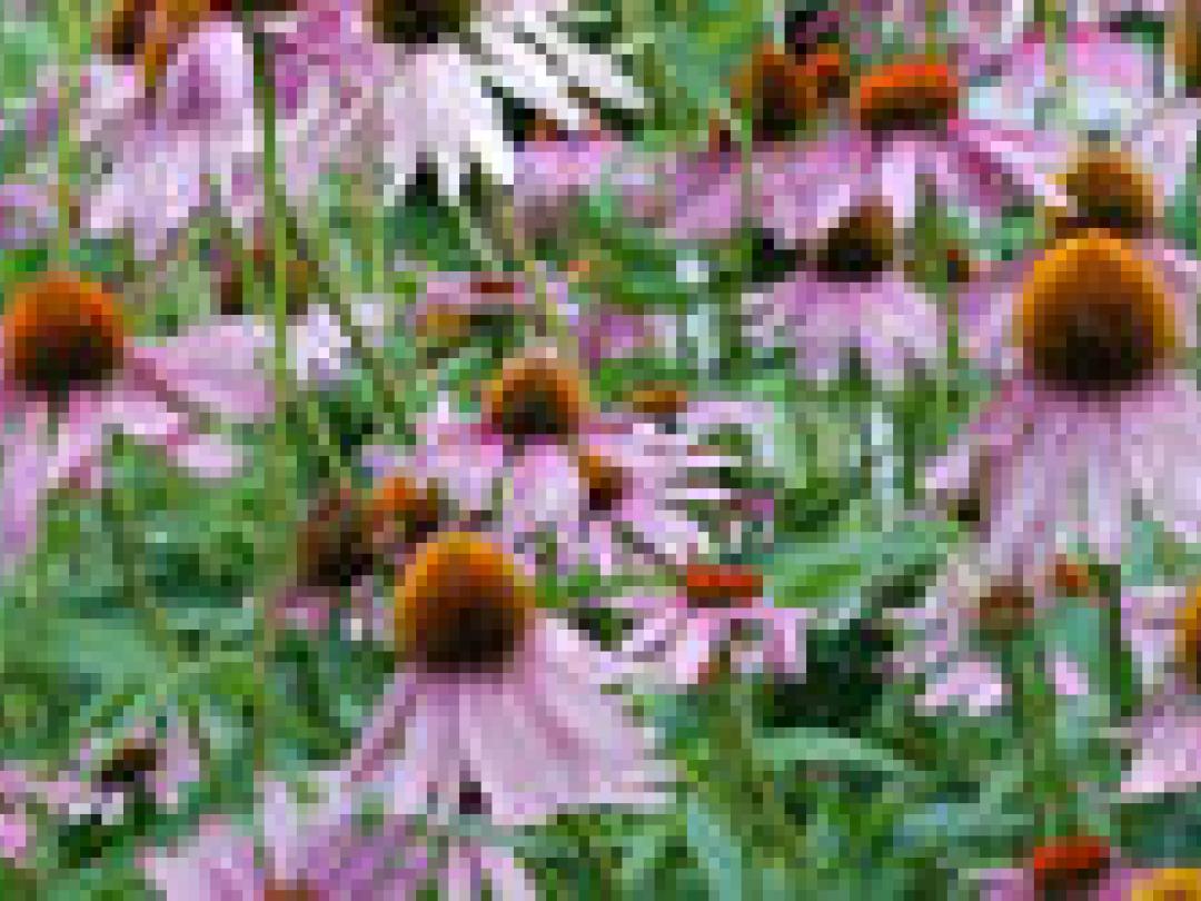 Onderzoek naar geneeskrachtige kruiden gestopt