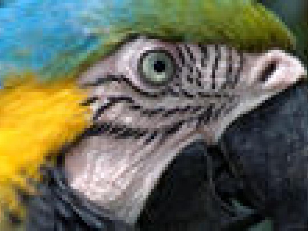 Papegaaienpoep in ziekenhuis