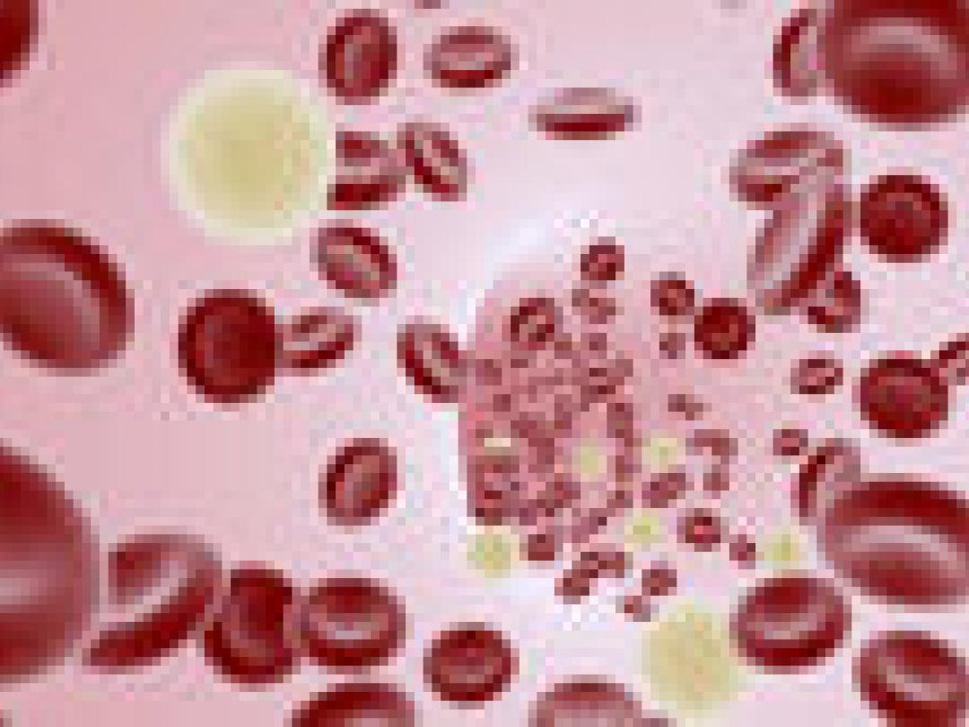 Bloedplaatjes multipliceren buiten beenmerg