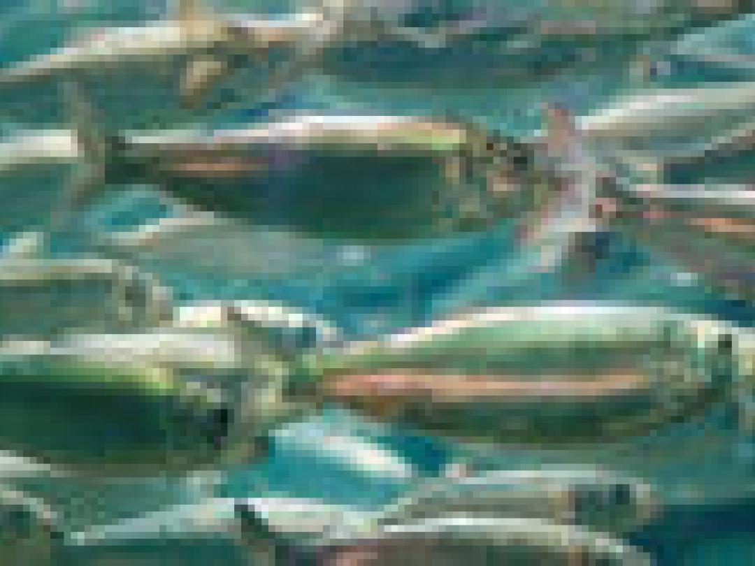 Geen meerwaarde omega-3 en -6-vetzuren bij behandeling ADHD