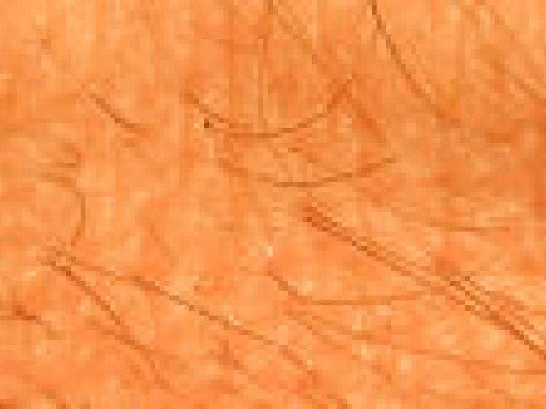 Stamcel herstelt wonden en vormt complete opperhuid