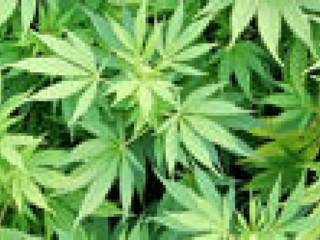 Af en toe een joint leidt tot verslaving