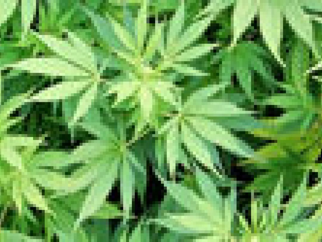 Af en toe een joint leidt tot verslaving