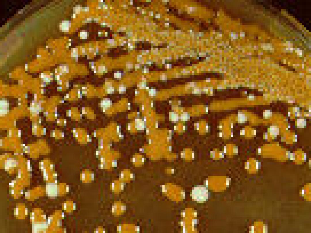 Hoog-virulente Cryptococcus gattii 