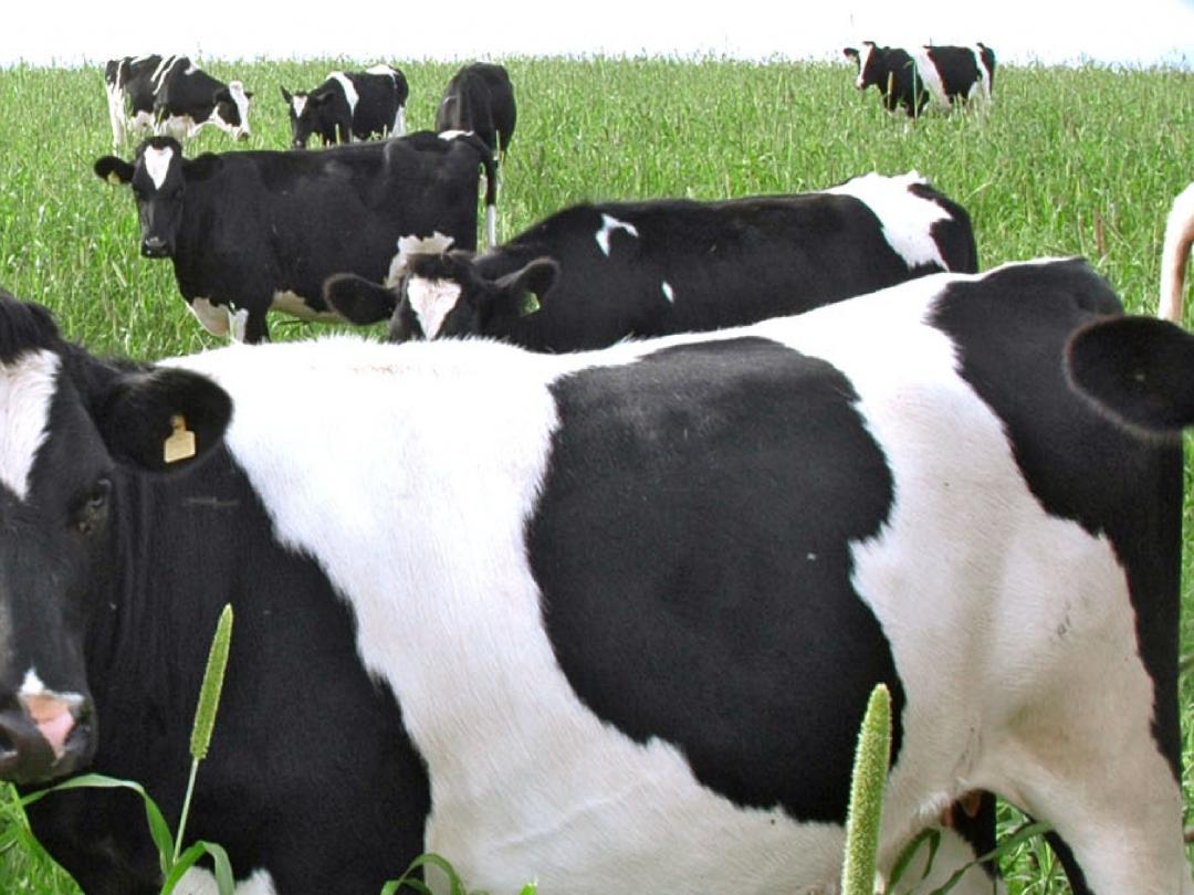 Borstvoeding op de boerderij