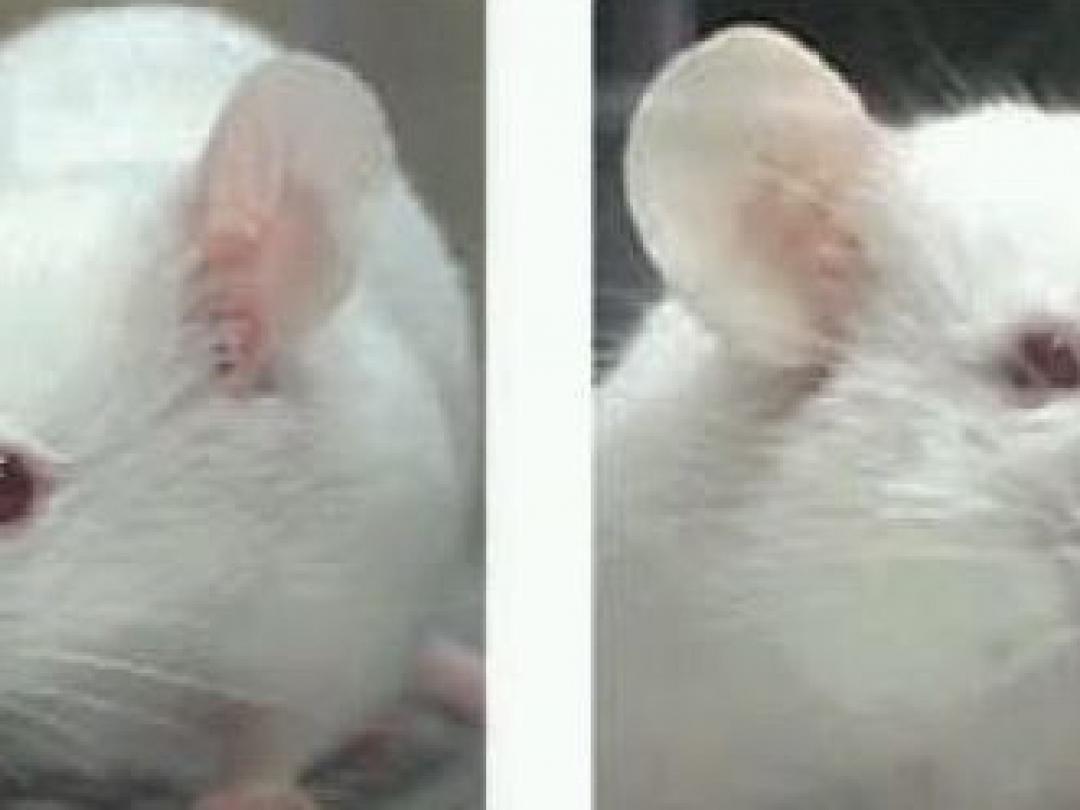 Ook labmuis heeft pijn