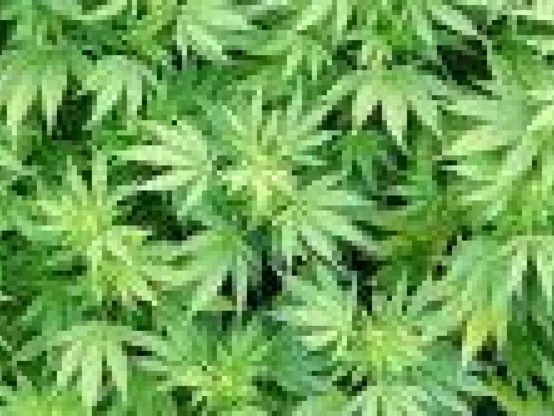 Wiet roken vermindert neuropathische pijn