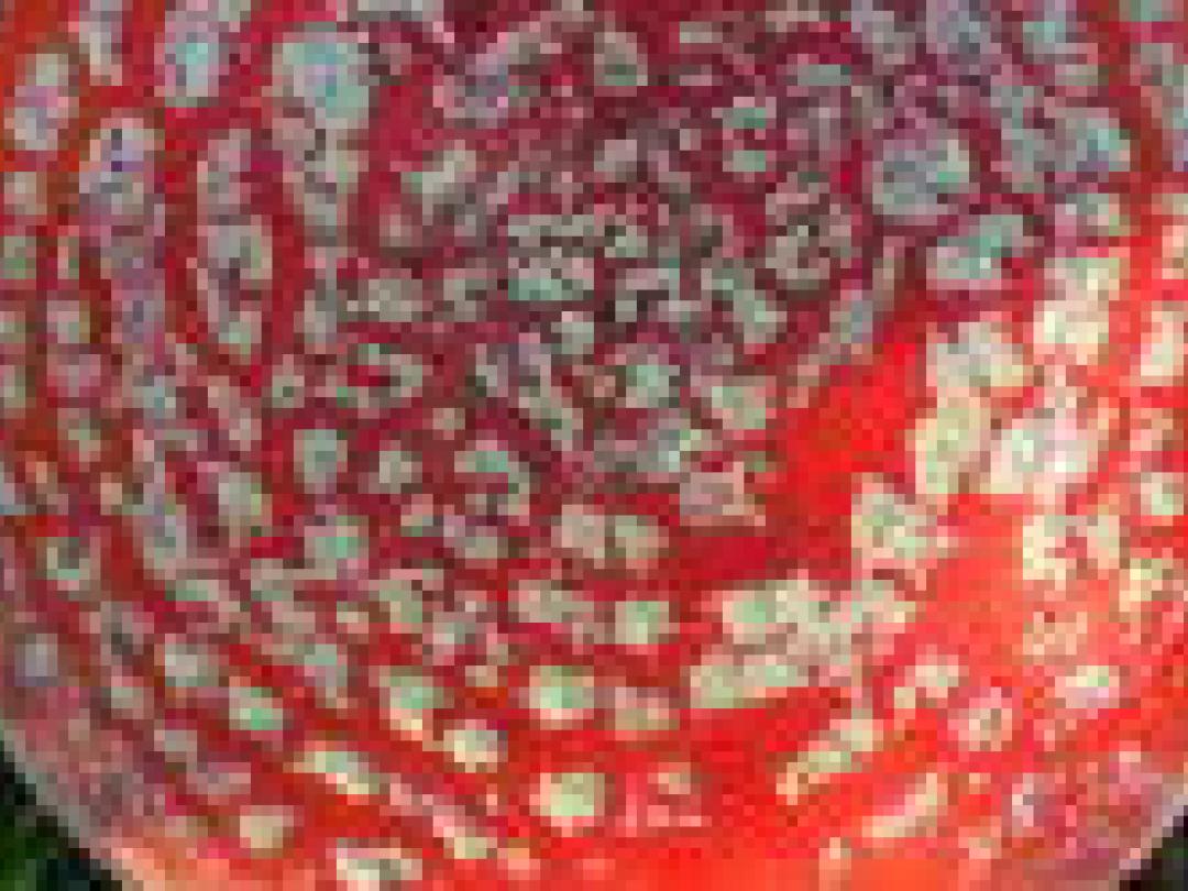 Paddo’s tegen doodsangst