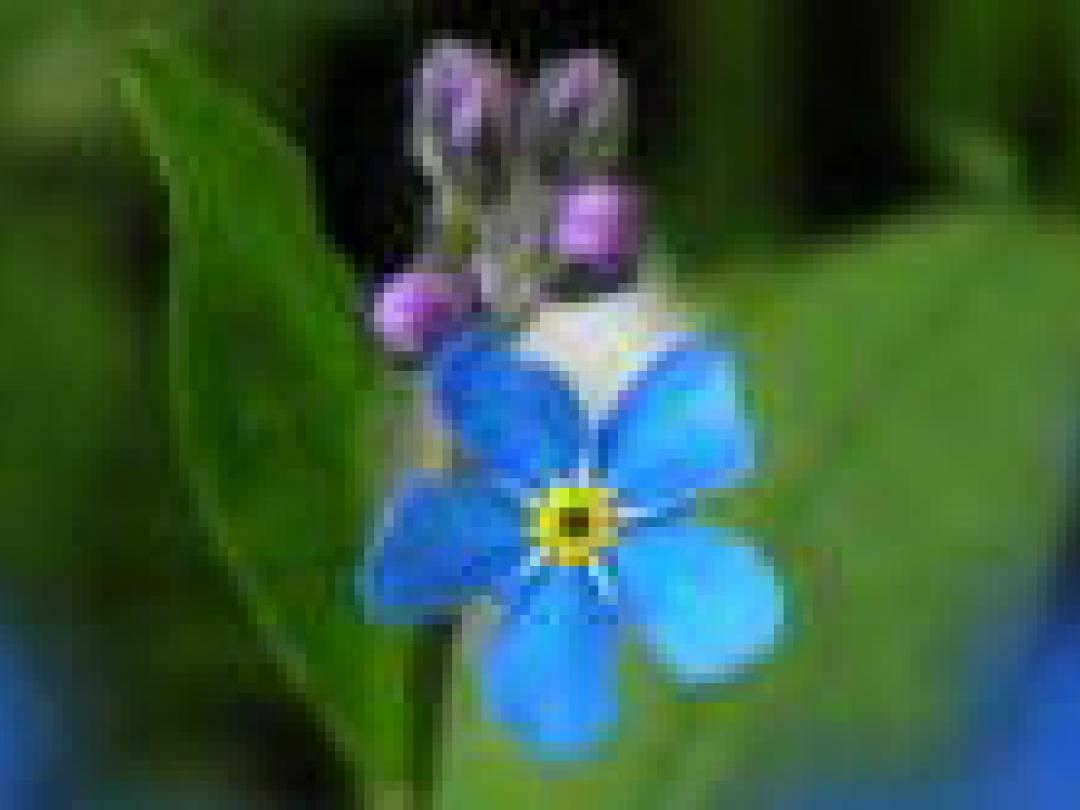 Veranderingen in cognitief functioneren beïnvloeden voorspelling dementie