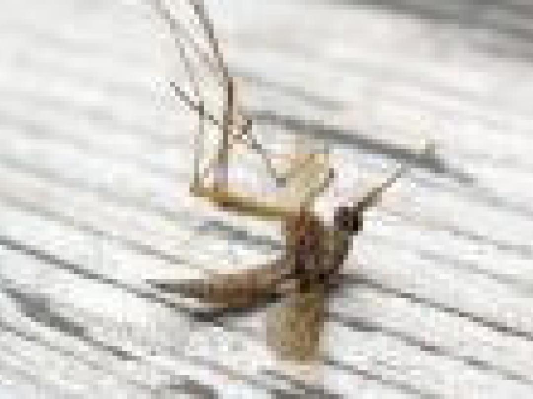 Geen kinine maar artesunaat bij kinderen met ernstige malaria