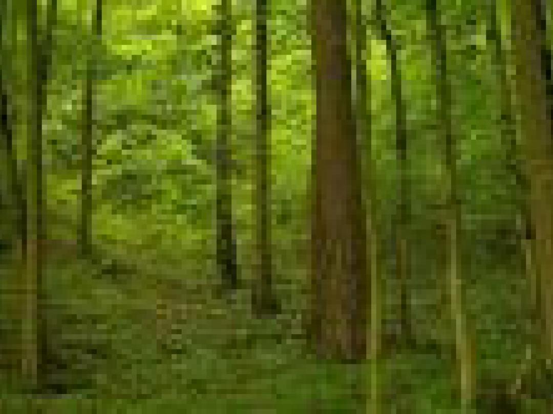 Besmette teken in Nederland