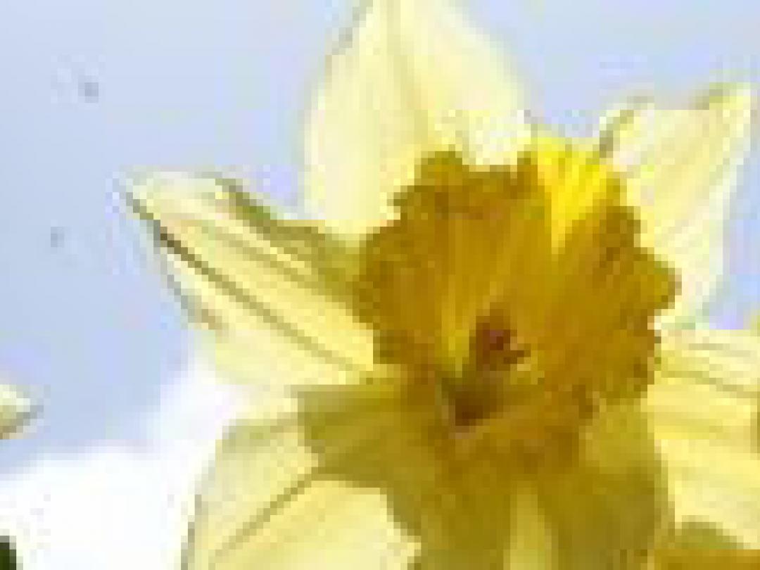 Oneerlijk naar de top