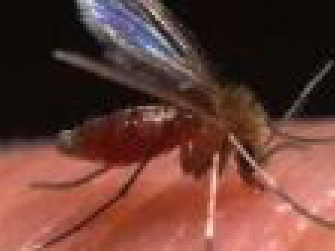 Veel leishmaniasis bij militairen in Afghanistan