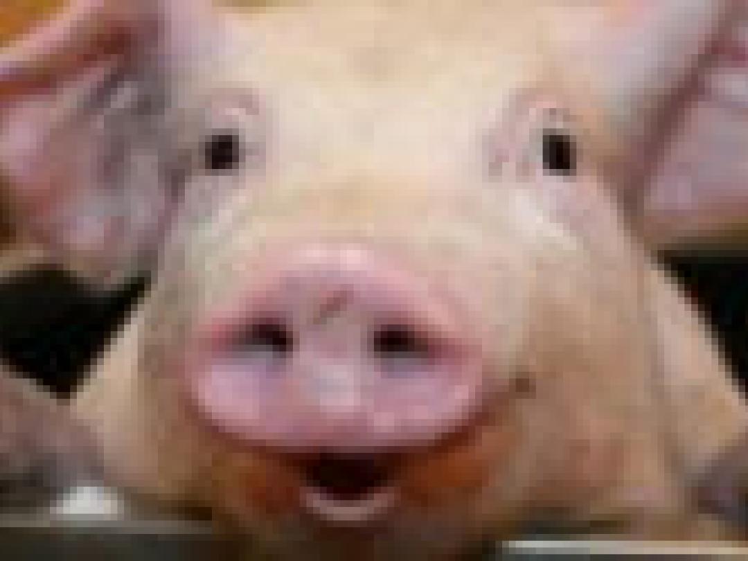 Het varken als cognitief proefdier