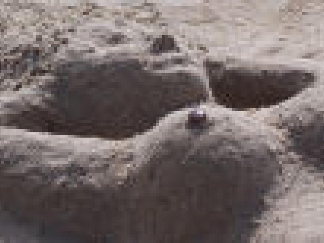 Mammografie minder sensitief na borstoperatie