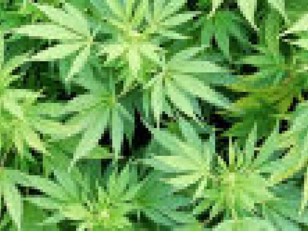 Stadsjeugd, wiet, en het risico op psychose