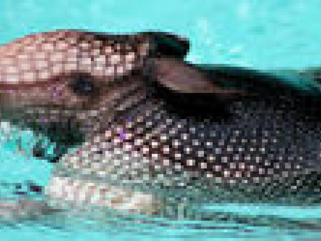 Lepra door gordeldier in zuiden VS