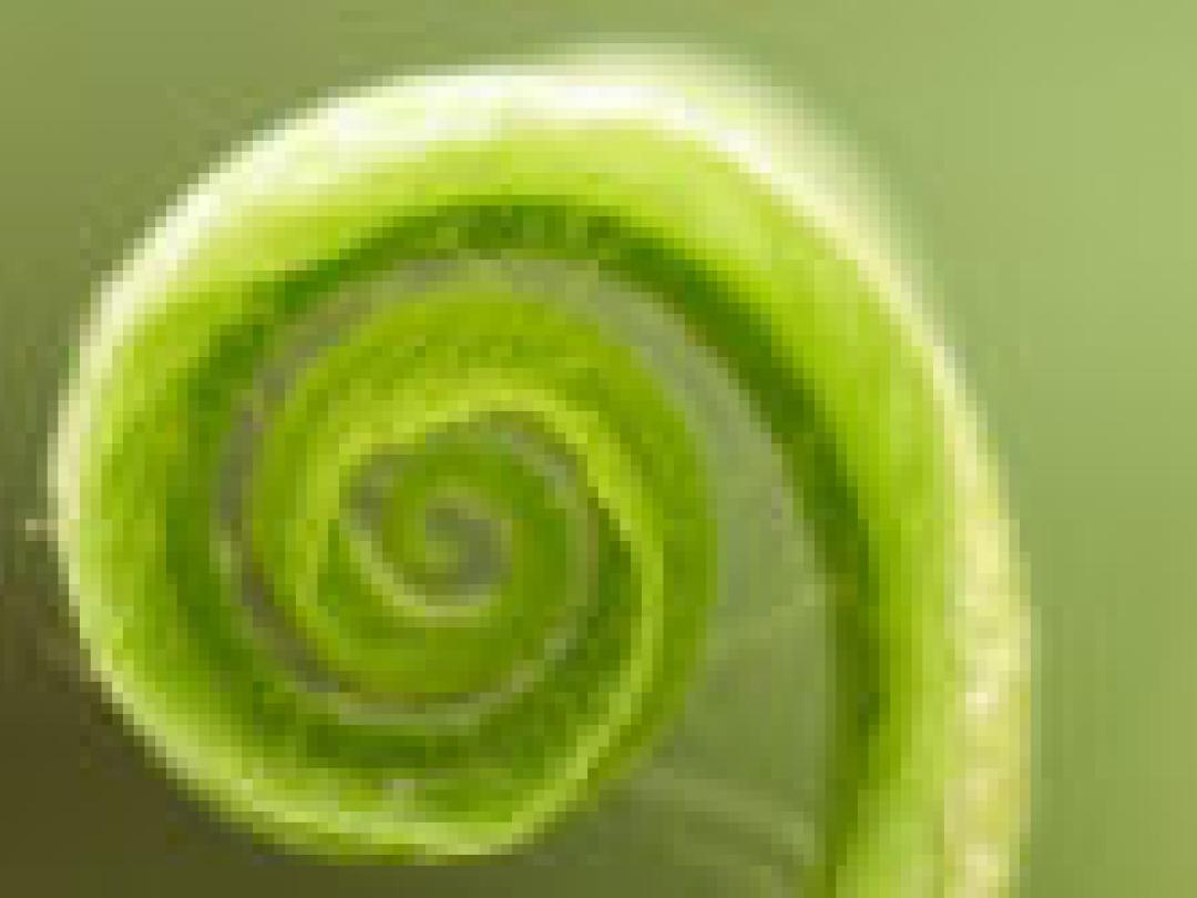 Niet screenen op ovariumcarcinoom