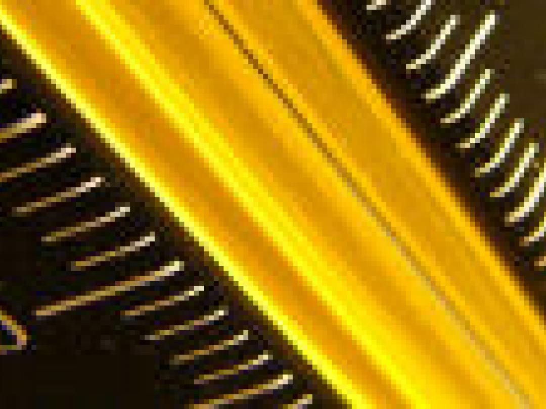 Verloop bloeddruk gedurende hele leven bepaald