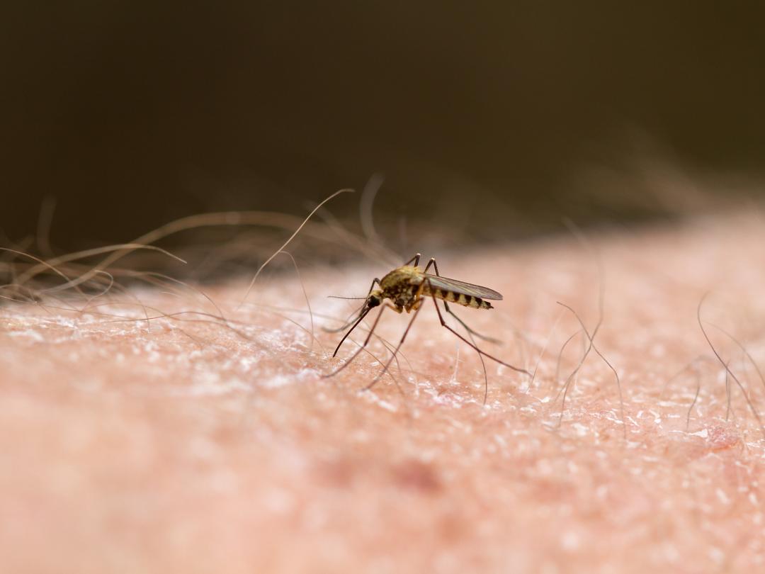 Een mug zit op iemands huid.