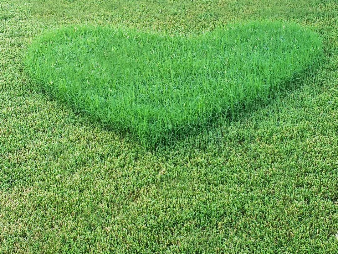 Een stuk gras is deels gemaaid. Het ongemaaide deel heeft de vorm van een hart.