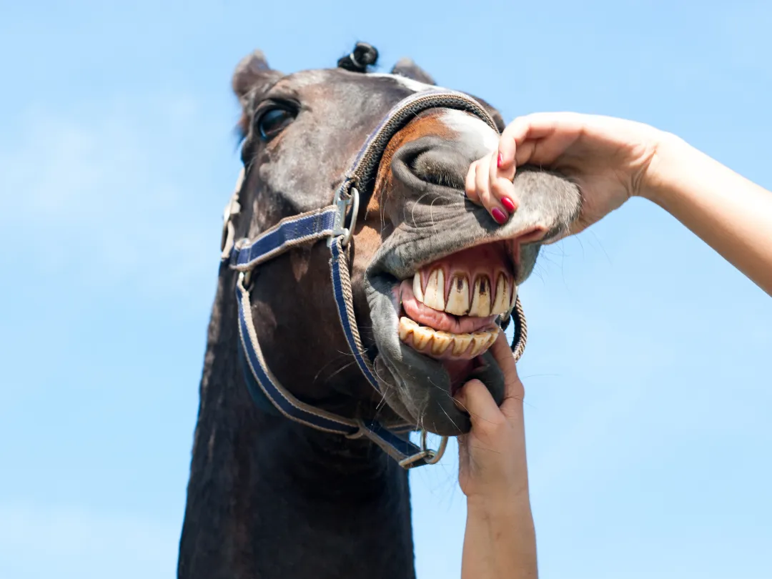 Iemand controleert het gebit van een paard.
