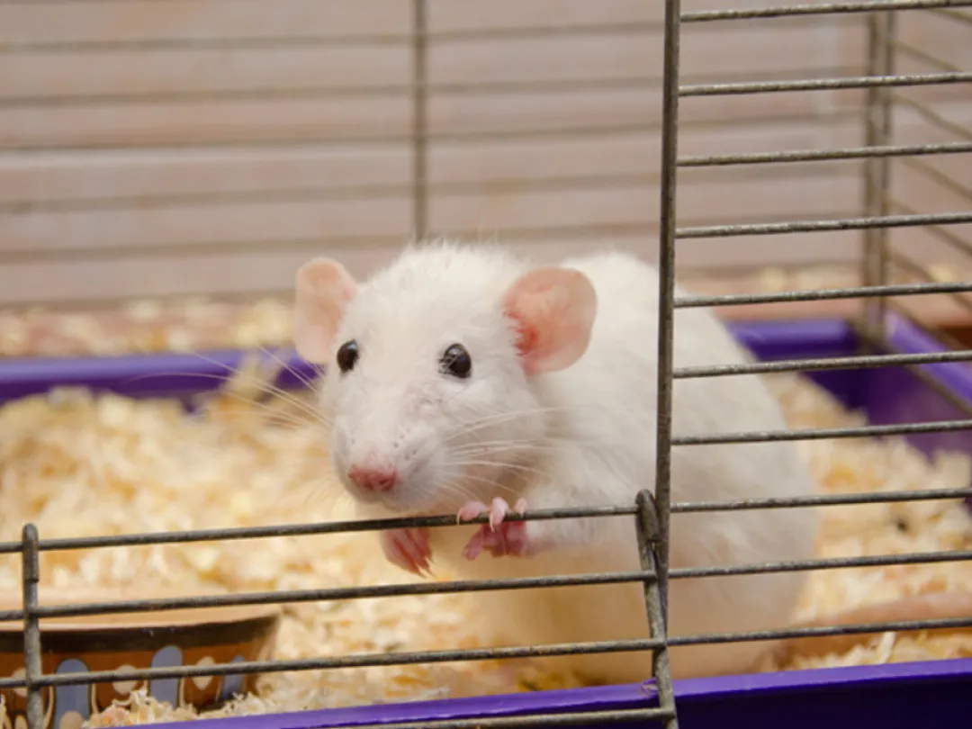 Een witte rat in een openstaande kooi.