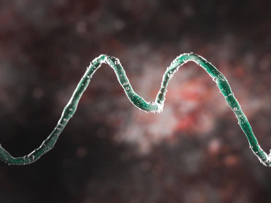 Digitaal beeld van een kronkelvormige bacterie.