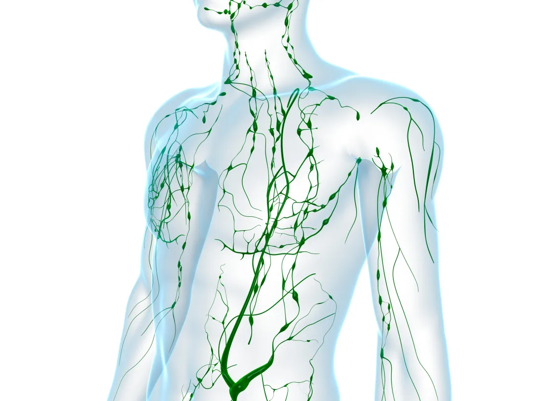 Anatomische illustratie van een mens.