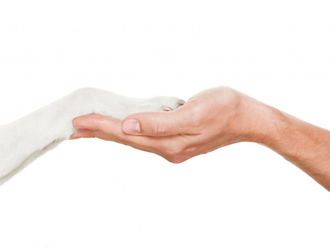 Een hand houdt een hondenpoot vast.
