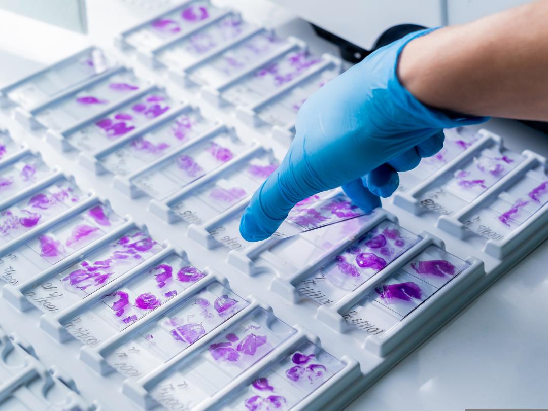 Een verzameling preparaten.