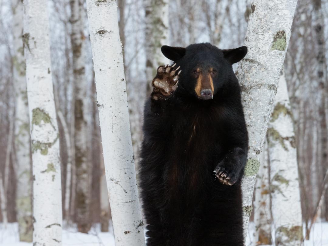 Een rechtopstaande beer in een besneeuwd bos.