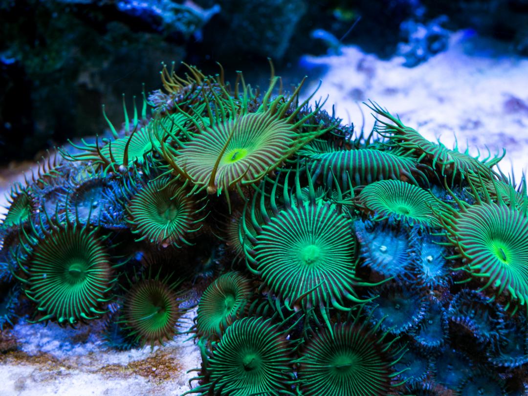 Groen-blauwe zeeanemonen.