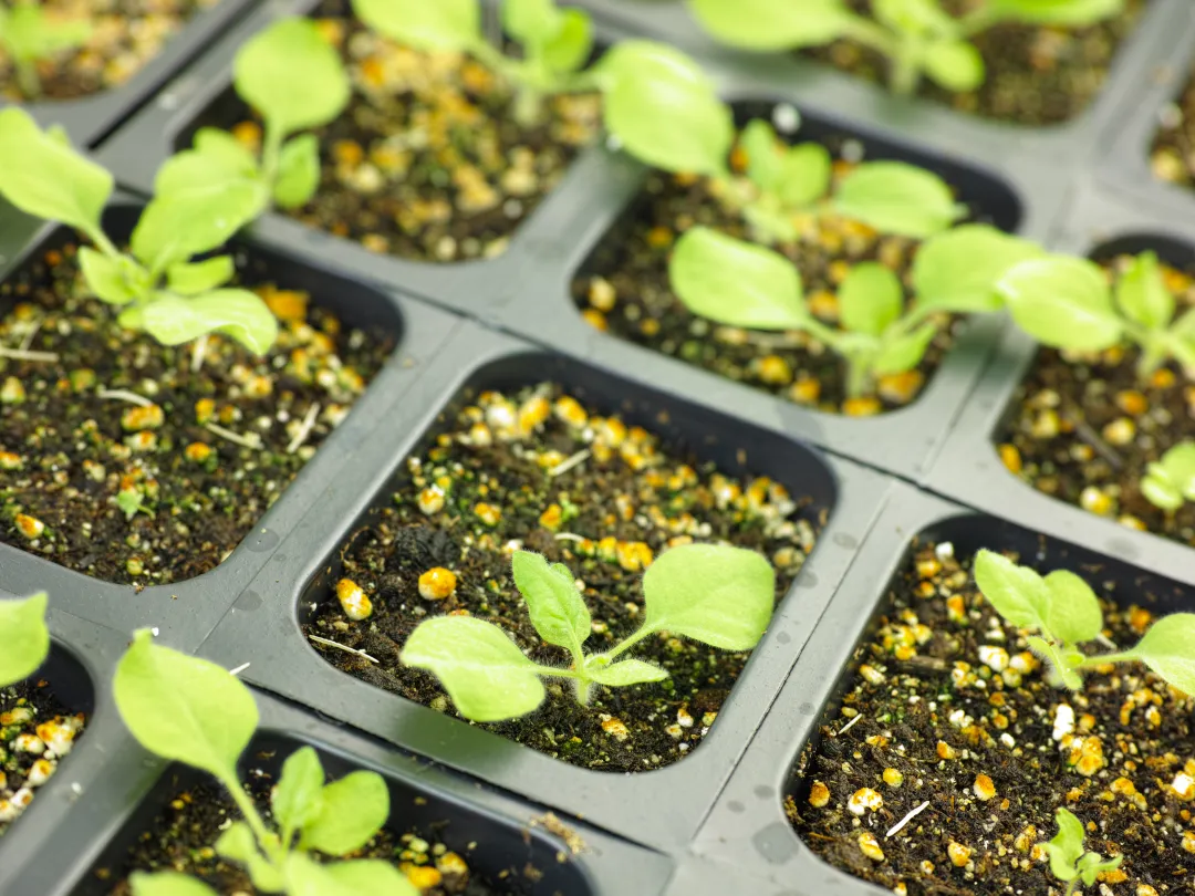 plantjes