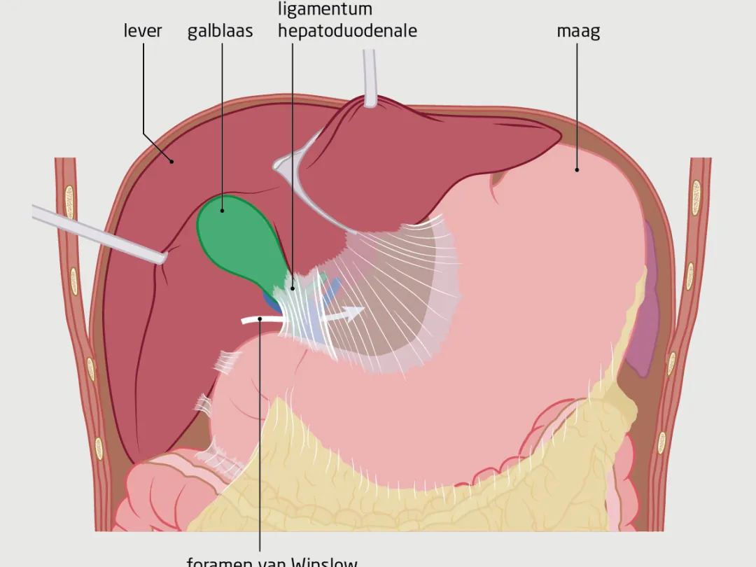 Ilustratie van maag, galblaas en lever