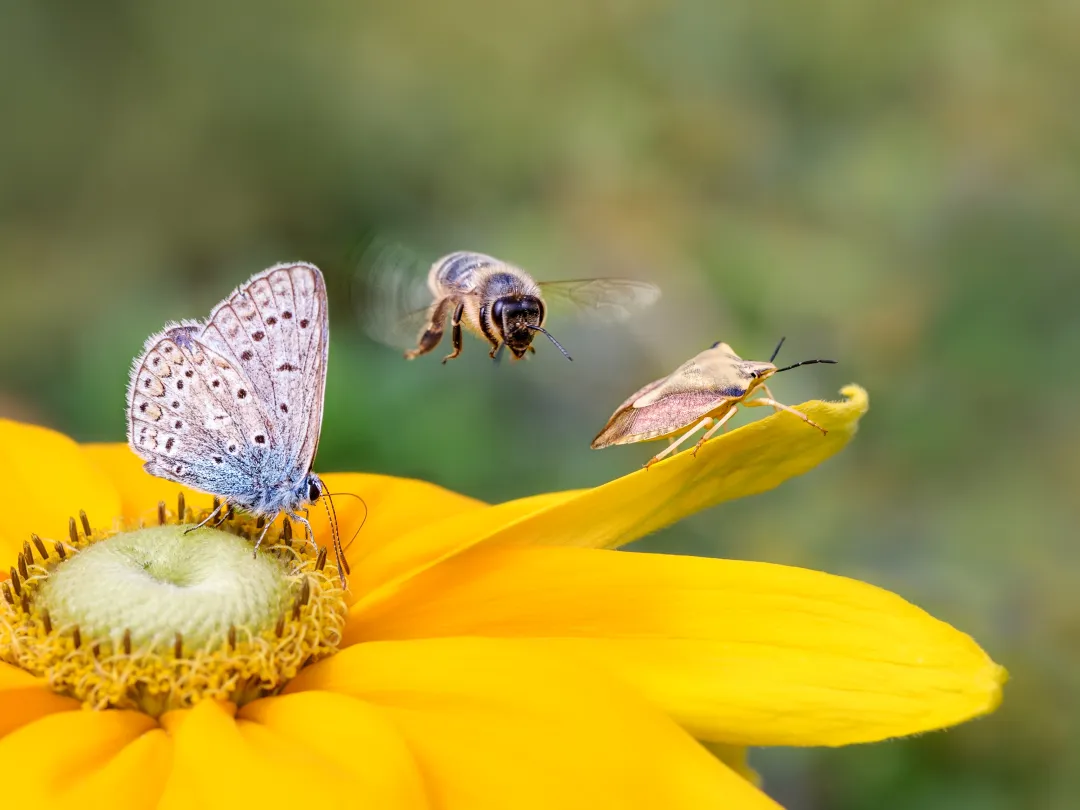 Detail van een bloem met insecten erop