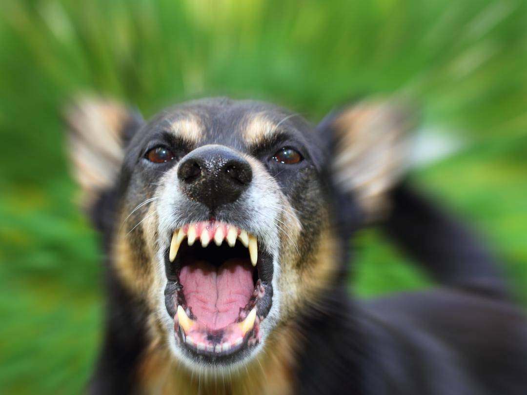 Hond die zijn tanden ontbloot