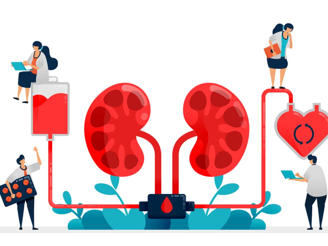 Illustratie van twee nieren waar allerlei mensen aan werken