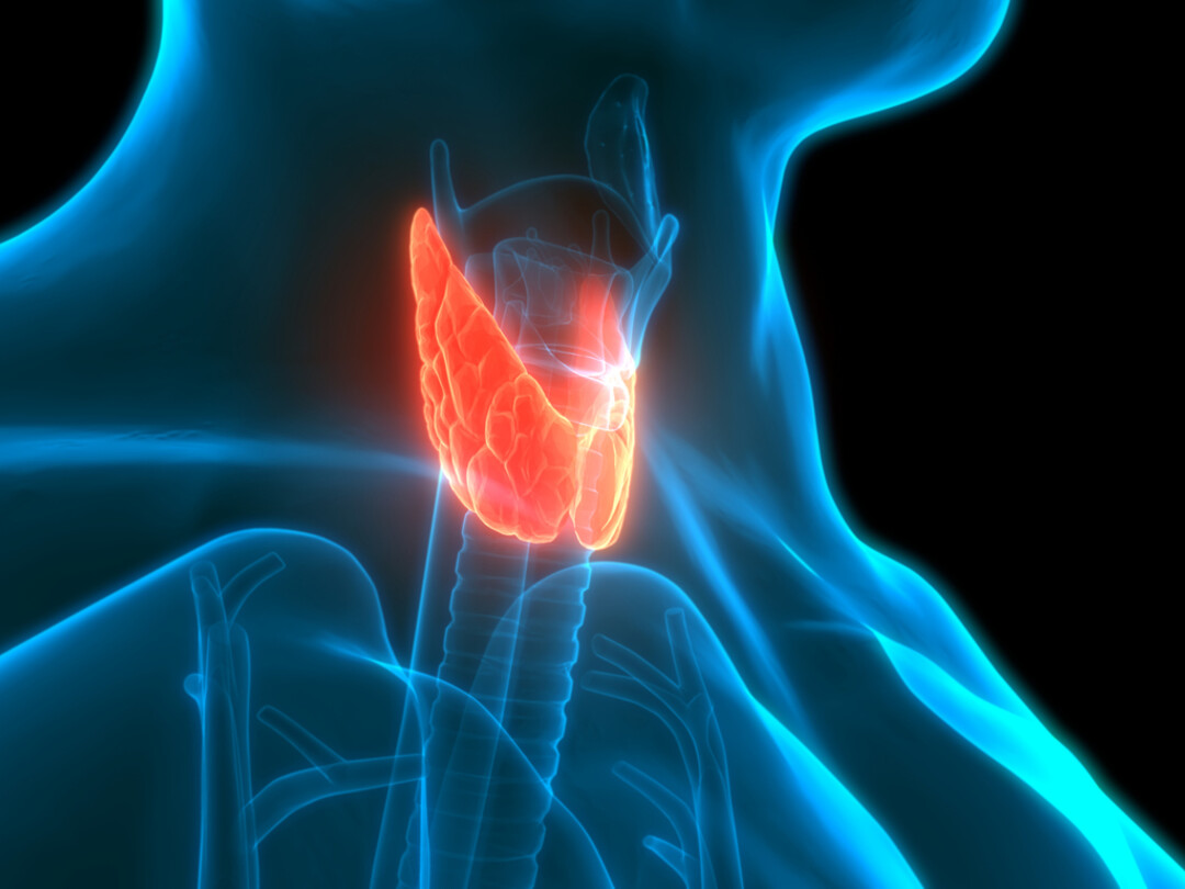 Illustratie van de thyroid