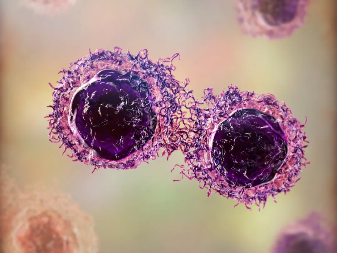 Microscopisch beeld