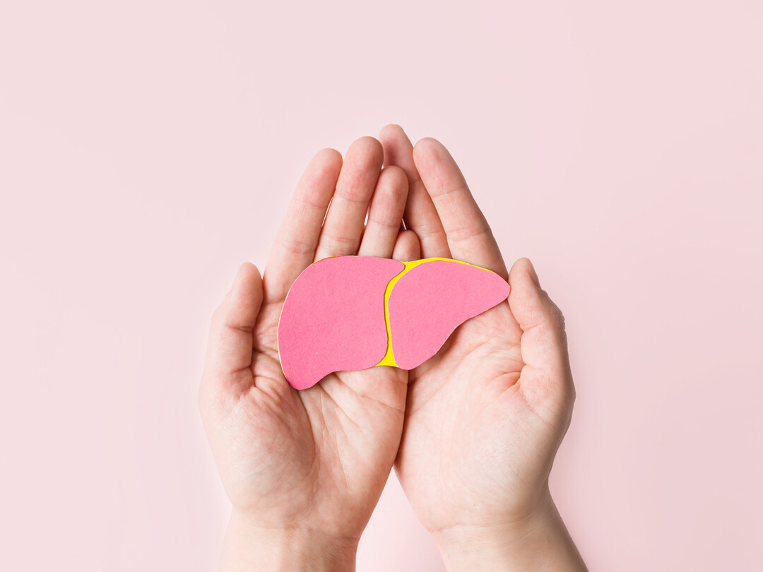 Illustratie van een lever in twee open handen