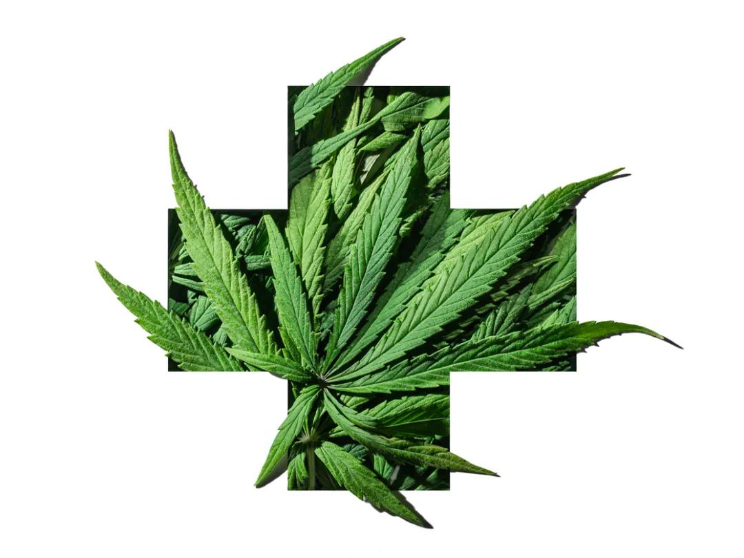 Cannabis  