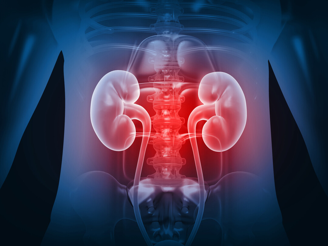 Illustratie van nieren en de wervelkolom