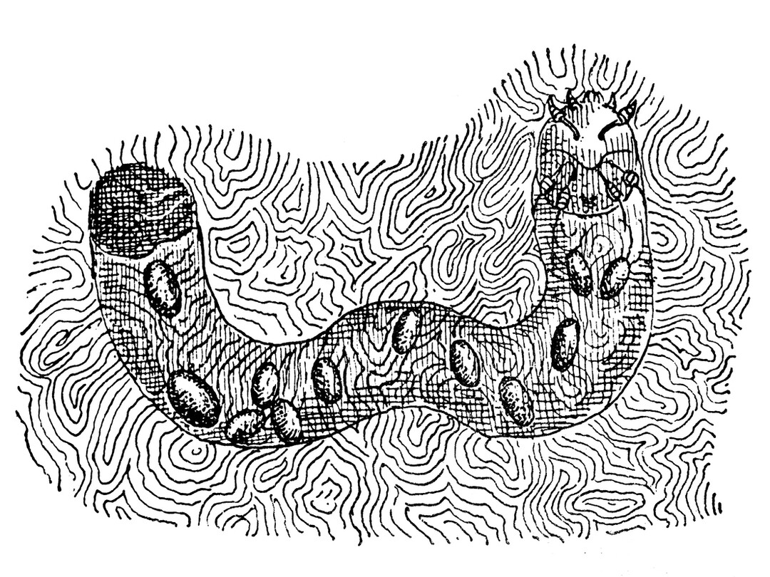 Illustratie van een scabies