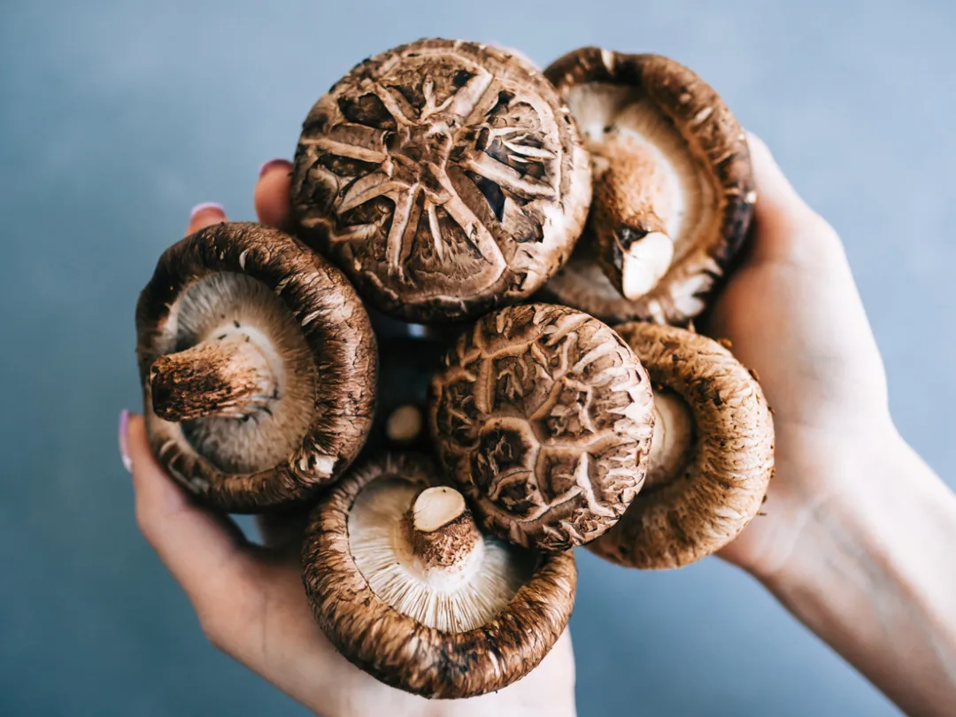 Shiitake paddenstoelen