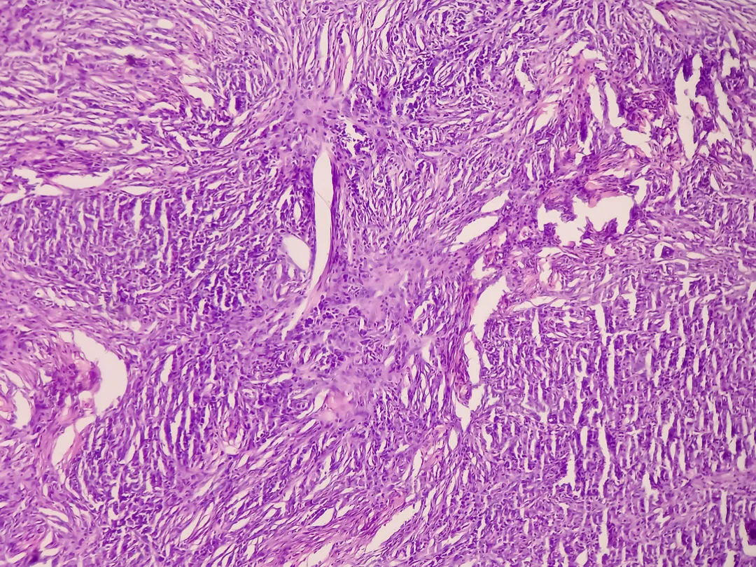 Microscopisch beeld