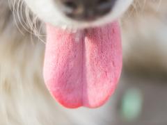 Close-up van een tong, hangend uit de bek van een hond.