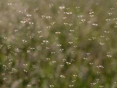 Rondvliegende muggen.