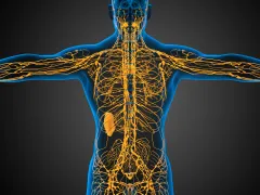 Anatomische illustratie waarin het lymfestelsel te zien is.